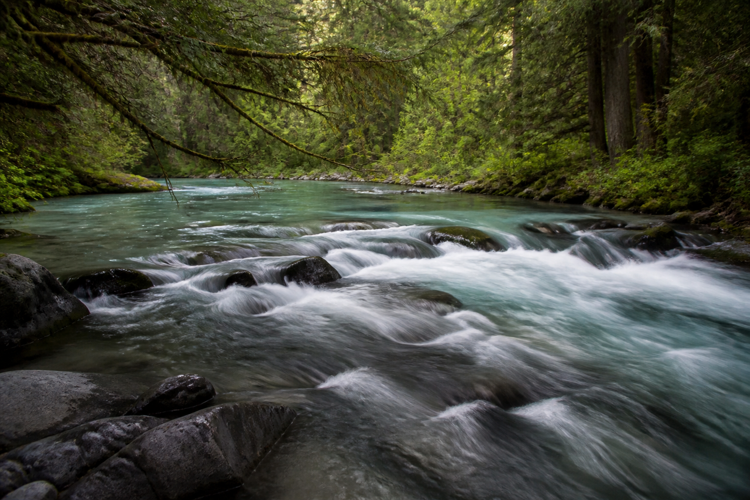 The McCloud River flowing jade green and slightly opaque over dark boulders beneath overhanging conifers